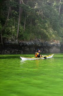 algae and pond scum covers a lake