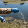 Blue nitrile-gloved hand side-slinging granular aquatic herbicide/algaecide along weeded pond shoreline; tan cuff.