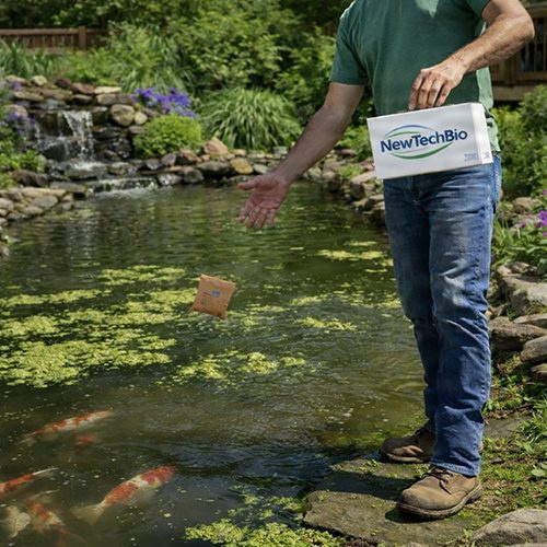 NewTechBio NT-MAX Koi & Garden Pond Clarifier & Digester Application Technician applying NewTechBio NT-MAX koi and garden pond clarifier and digester to a murky backyard koi pond with algae, holding NT-MAX box.