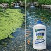 A koi pond treated with Sonar RTU for duckweed infestation.