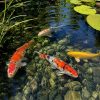 Healthy koi swimming in clear pond water with visible stones and aquatic plants in a residential garden pond