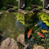 Representative side-by-side comparison of a cloudy koi pond and a clearer, cleaner-looking pond after biological maintenance